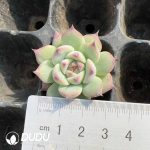 105Pcs Echeveria Chihuahuaensis Seedlings