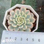 Echeveria minima Variegated