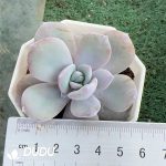 Echeveria Milk Tea
