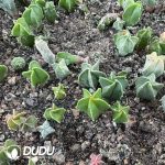 (Seed Grown)Astrophytum Myriostigma Seedlings 100 pcs