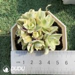 Aeonium Wine Glass Rose Variegated Clustering