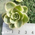 500Pcs Aeonium Wine Glass Rose Variegated Cutting