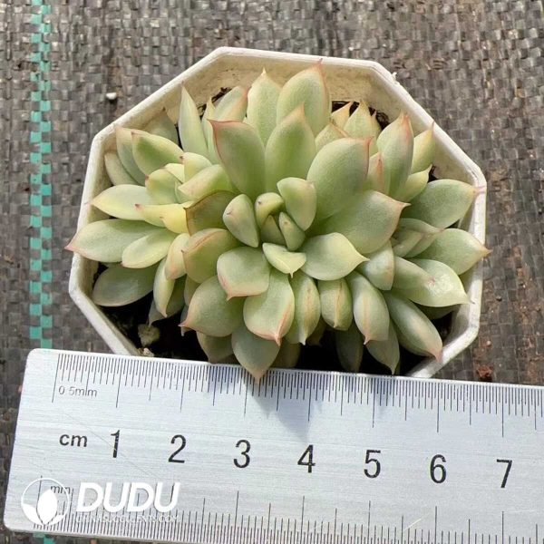 e201-153.jpg Echeveria Mebina Variegated Clustering - Image 1