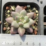 Pachyphytum Goldfish Princess
