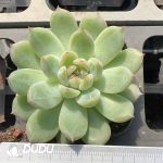 Echeveria Snowflake Jenny