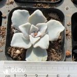 Echeveria White Madiba