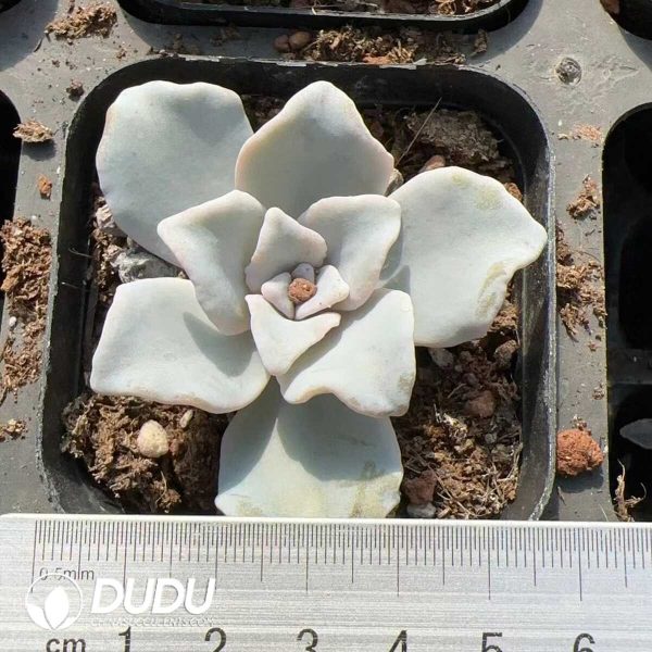 e201-156.jpg Echeveria White Madiba - Image 1