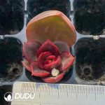 105Pcs Echeveria Red Light Seedlings