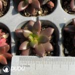 105Pcs Pachyphytum Black Beauty Seedlings