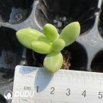 105Pcs Pachyphytum Mango Milk Seedlings