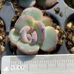 105Pcs Echeveria Black Jade Black Orange Seedlings