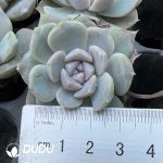 105Pcs Echeveria Hamburger Seedlings
