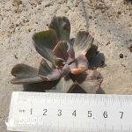 500Pcs Echeveria Rain Drops Variegated Cuttings