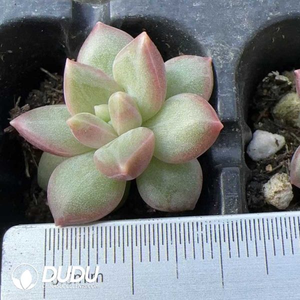 e201-164.jpg $0.48*500Pcs Pachyphytum Misty Bubbles Cuttings - Image 1