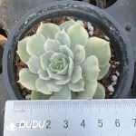 Echeveria Onslow Variegated