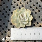 500Pcs Echeveria Onslow Variegated Cuttings