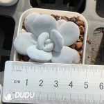 Echeveria laui