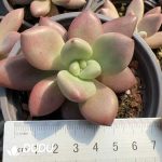 Echeveria Hephaestus