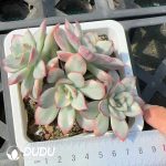 Echeveria Moon Goddess Variegated Clustering