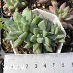 Pachyphytum Blue Atoll Clustering