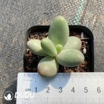 Pachyphytum Candy