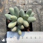 Pachyphytum Candy Clustering