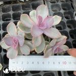 Echeveria Rainbow Clustering