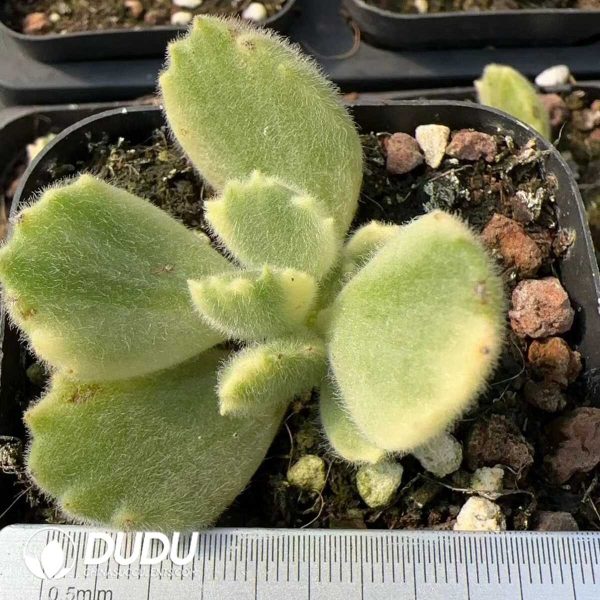 e201-179.jpg Cotyledon Bear's Paw - Image 1
