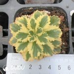Sedum takesimense Atlantis Variegated