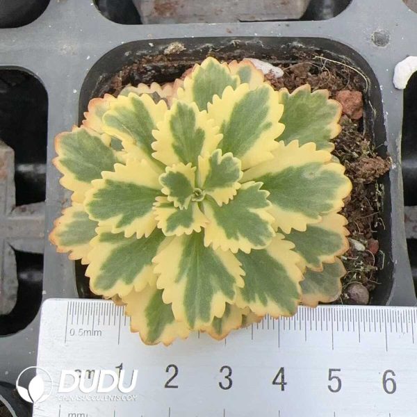 e201-180.jpg Sedum takesimense Atlantis Variegated - Image 1