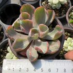 Echeveria Raindrops Variegated