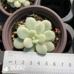 Graptosedum miul variegated