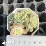 Echeveria Tinkerbell Variegated