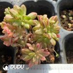 105pcs Aeonium sedifolium variegated Seedlings