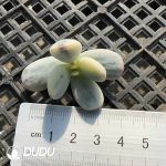 500pcs Cotyledon Orbiculata cv Variegated Cuttings