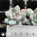 105pcs Echeveria Elegans Potosina Stone Variegated Seedlings