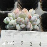105pcs Echeveria Elegans Potosina Stone Variegated Clustering Seedlings