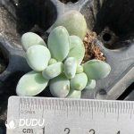 105pcs Echeveria Penguin Seedlings