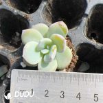 105pcs Echeveria Matcha Cake Seedlings