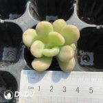 105pcs Echeveria Bill Gates Seedlings