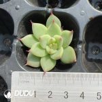 105pcs Echeveria Toscanelli Seedlings