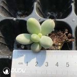 105pcs Pachyphytum Sugar Seedlings