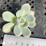 500pcs Echeveria Monroe Variegated Cuttings