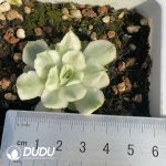 Echeveria Purple Butterfly Variegated