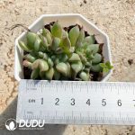 Echeveria Red Latam Cristata