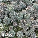 Gymnocalycium Riojense Seedlings 100 pcs
