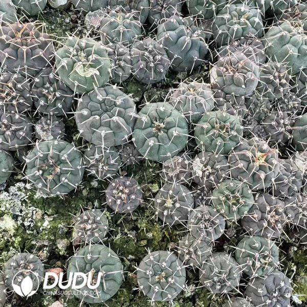 e201-2.jpg Gymnocalycium Riojense Seedlings 100 pcs - Image 1
