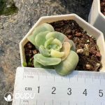 Echeveria Lovely Rose