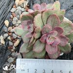 Echeveria Wedding Dress Clustering