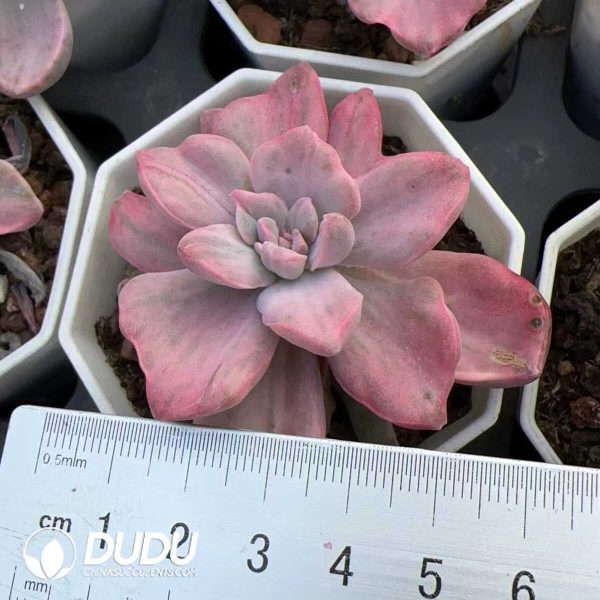 e201-204.jpg Graptoveria Gypsy/Graptoveria Mrs Richards Variegated - Image 1